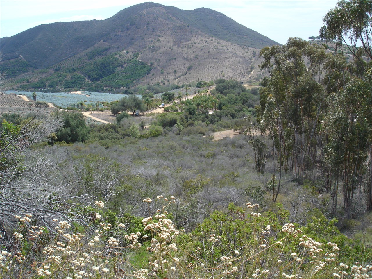00 Rice Canyon Road Fallbrook, CA 92028 - Photo 4 of 14 Numerous eucalyptus trees add character to the land.