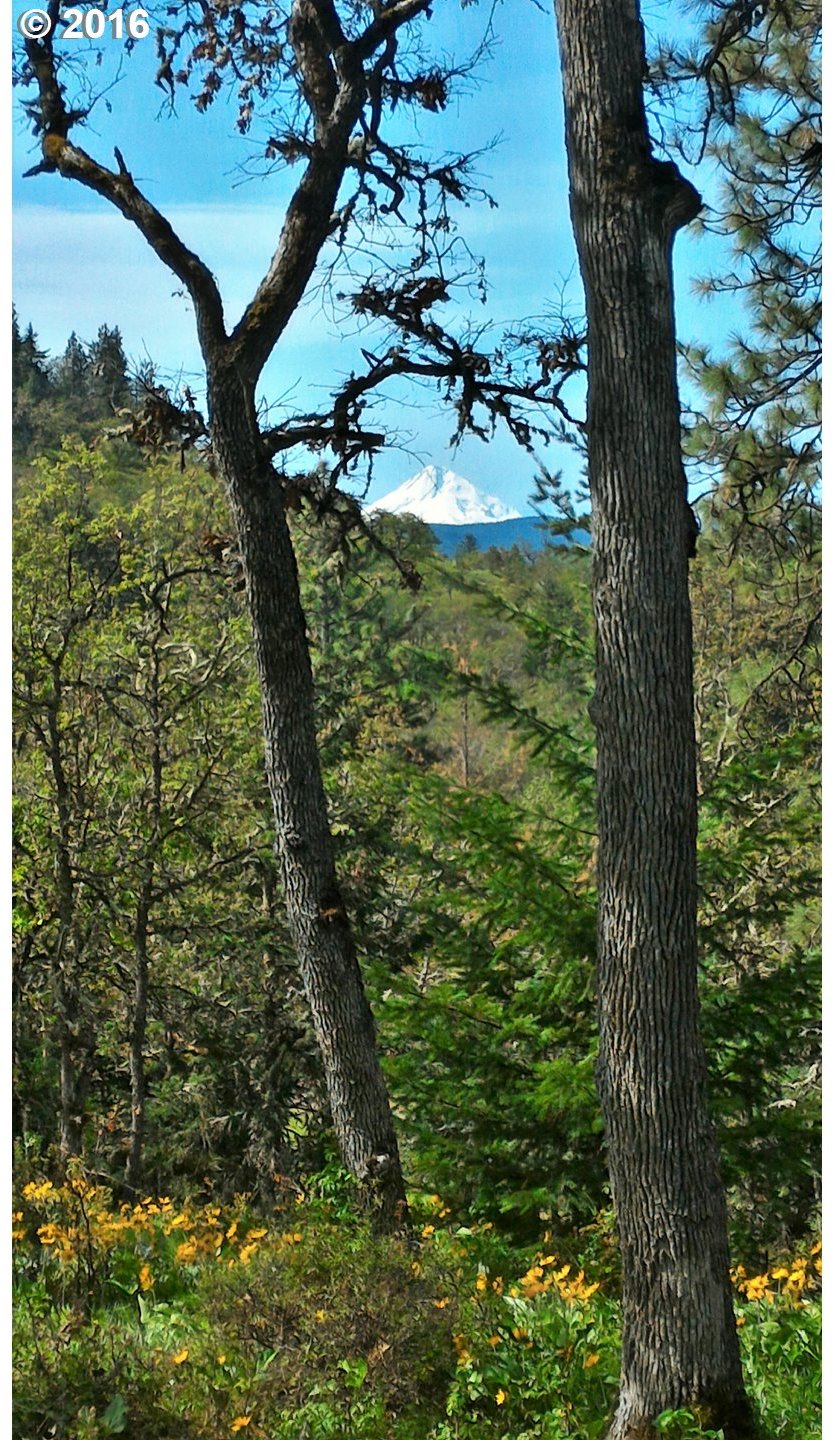 Howe Road Mosier, OR 97040 - Photo 20 of 24 Gallery Image 20