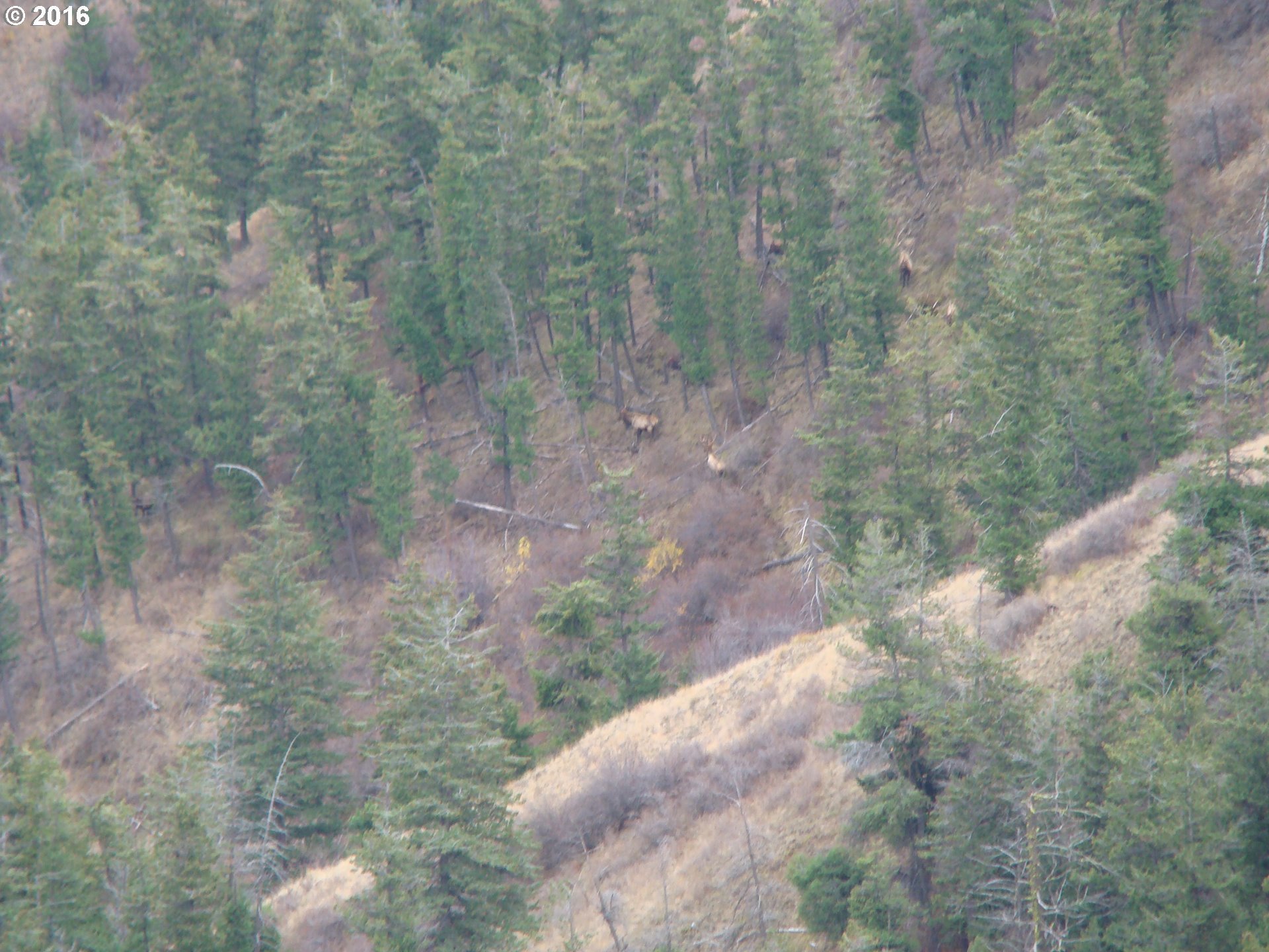0 Trail Creek Road Joseph, OR 97846 - Photo 12 of 17 Gallery Image 12