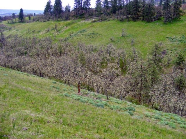 Carroll Road Mosier, OR 97040 - Photo 9 of 16 Gallery Image 9