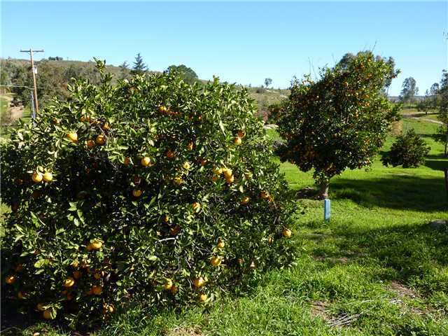 2119 Pamo Road Ramona, CA 92065 - Photo 16 of 21 Plenty of room for orchard, growing grapes, or horses.
