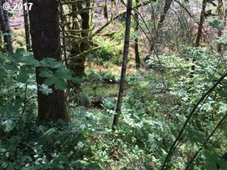 975 Sand Creek Road Drain, OR 97435 - Photo 19 of 20 Gallery Image 19