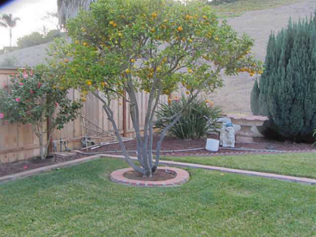1656 Swallowtail Road Encinitas, CA 92024 - Photo 3 of 7 Fruit trees!