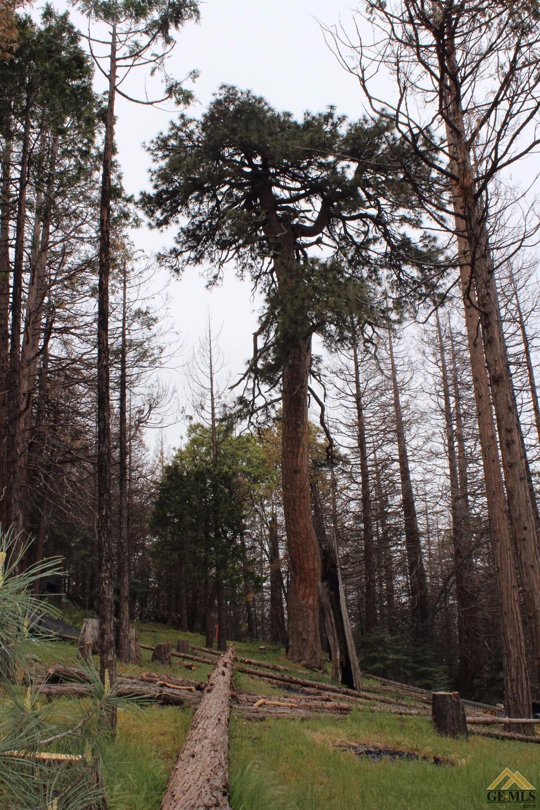 0 47825 Bear Trap Posey, CA 93260 - Photo 20 of 20