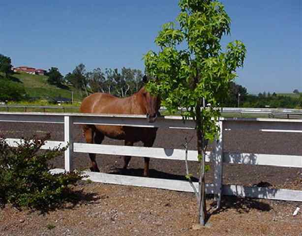 5848 Old School Road Pleasanton, CA 94588 - Photo 1 of 1 Gallery Image 1
