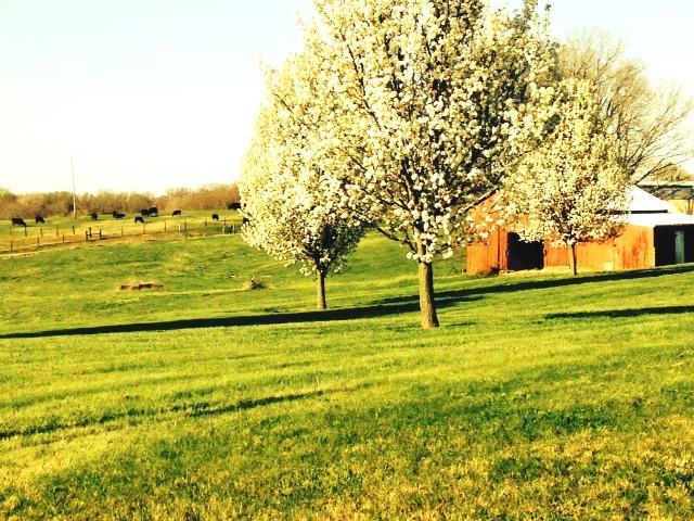 441 Keysburg Adams Road Allensville, KY 42204 - Photo 4 of 30