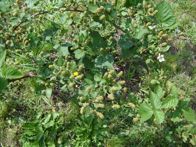1150 Ode Moore Road Michie, TN 38357 - Photo 18 of 25 Gallery Image 18