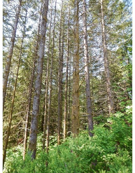 0 Northeast Rotschy Mill Road Yacolt, WA 98675 - Photo 2 of 3 Gallery Image 2