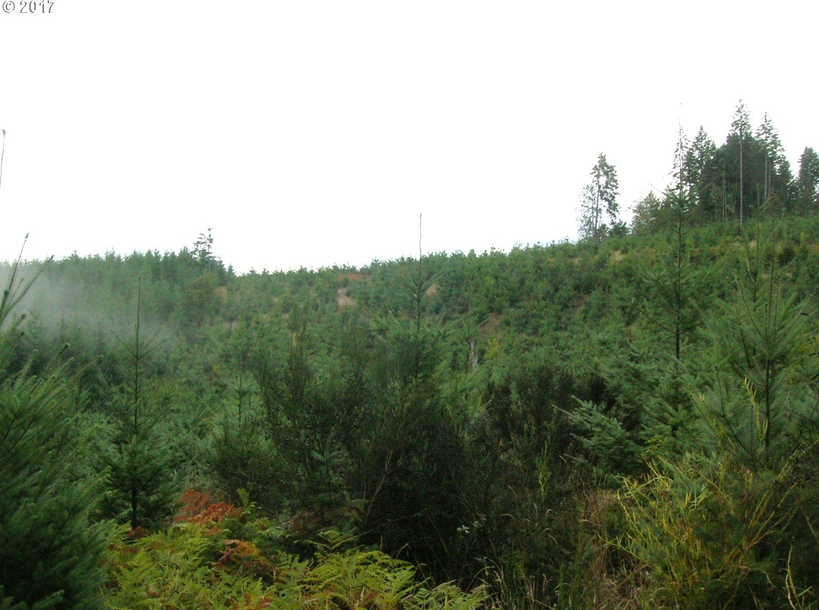 Northwest Hayward Road Banks, OR 97106 - Photo 9 of 24 Gallery Image 9