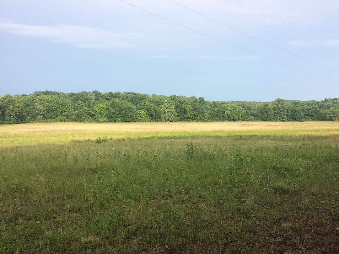 0 Roy Seay Road Selmer, TN 38375 - Photo 1 of 3 Gallery Image 1