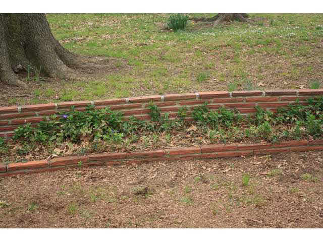 340 South White Station Road Memphis, TN 38120 - Photo 22 of 23 Gallery Image 22