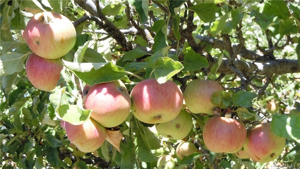 39804 Pine Bench Road Oak Glen, CA 92399 - Photo 20 of 26