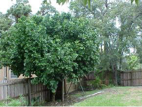 733 Queen Road St. Augustine, FL 32086 - Photo 6 of 6