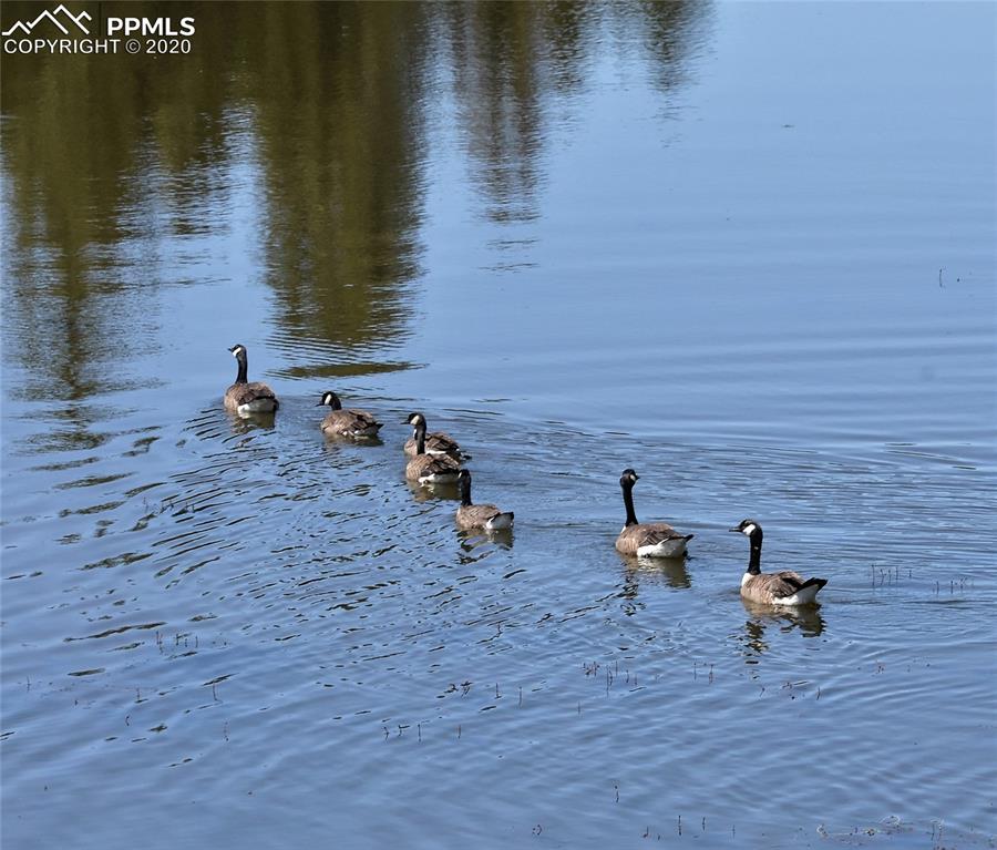 87 Apache Trail Divide, CO 80814 - Photo 17 of 20 Geese on Shadow Lake.