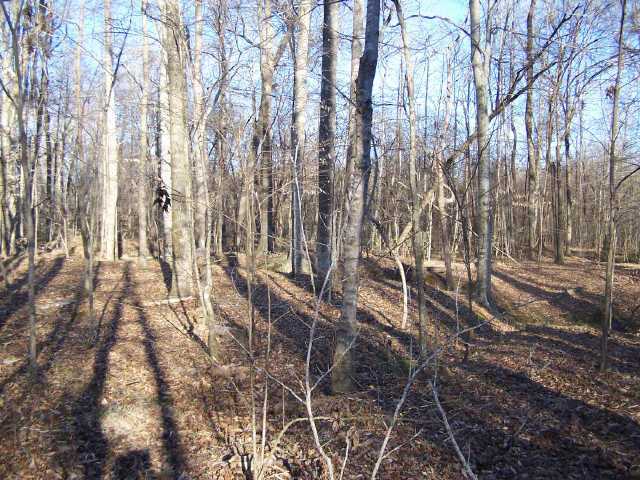 0 Damon Road Counce, TN 38326 - Photo 3 of 8 Gallery Image 3