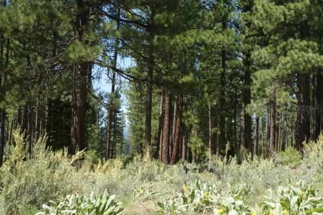 573 Bobcat Trail Clio, CA 96106 - Photo 2 of 3