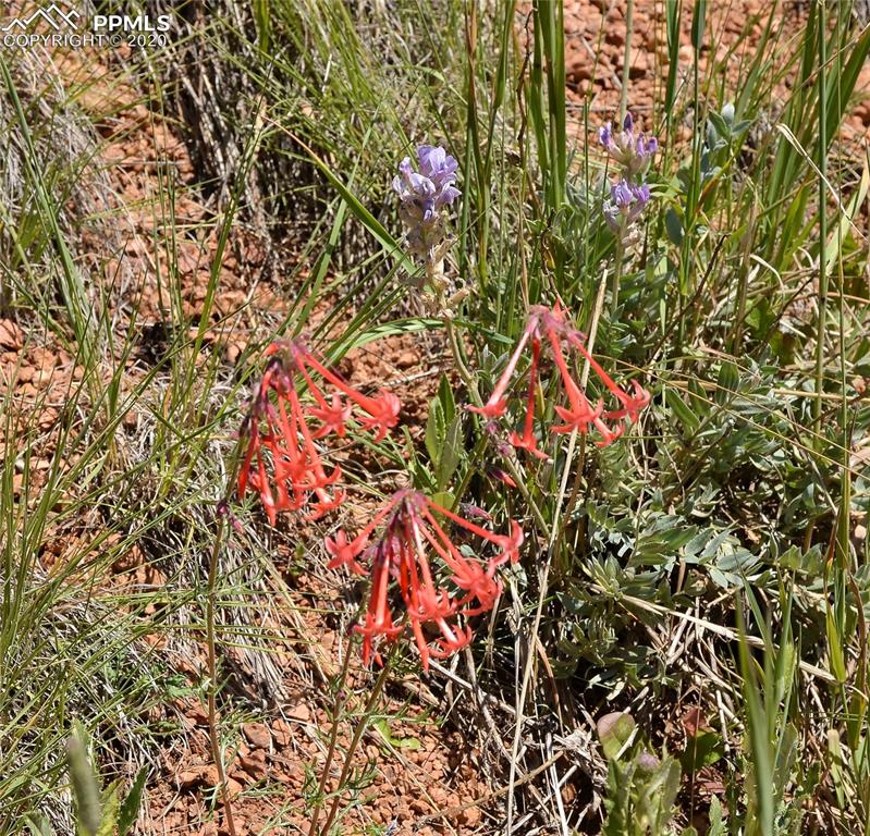 87 Apache Trail Divide, CO 80814 - Photo 19 of 20 More of the flora around Shadow Lake (Fairy Trumpet Flowers?).