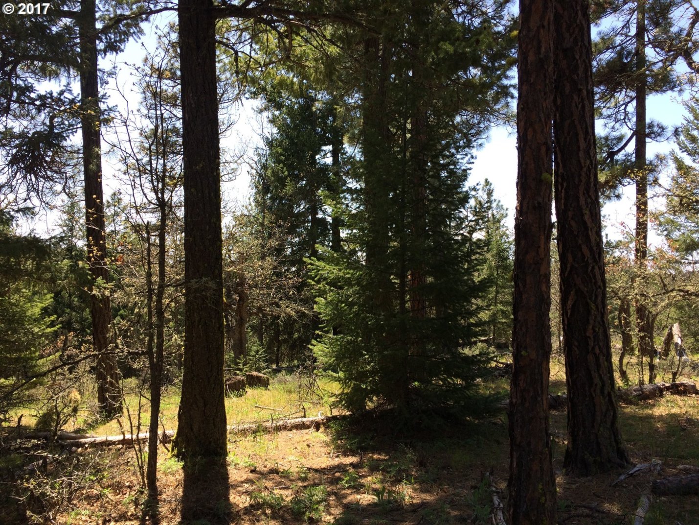 0 Jenkins Creek Road Goldendale, WA 98620 - Photo 11 of 22 Gallery Image 11