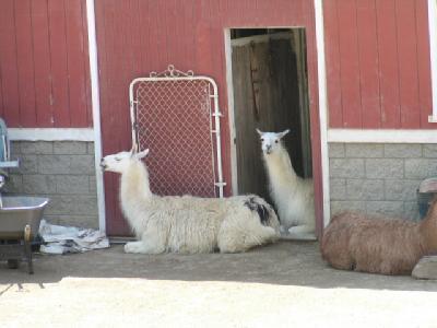 10003 Wornom Avenue Sunland, CA 91040 - Photo 23 of 28