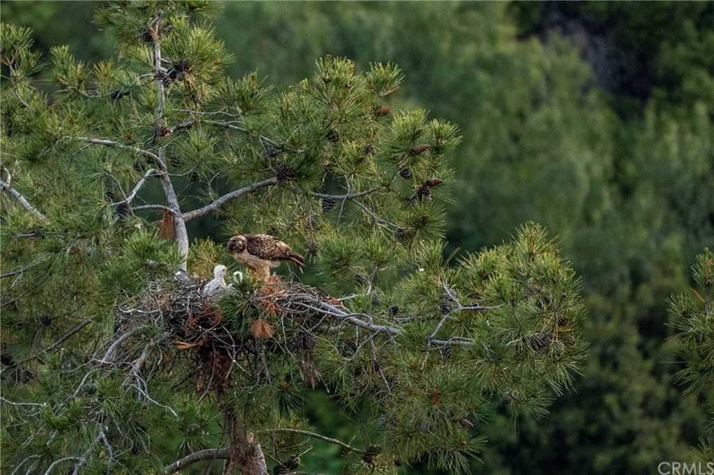 34 Chuckwagon Road Rolling Hills, CA 90274 - Photo 14 of 20