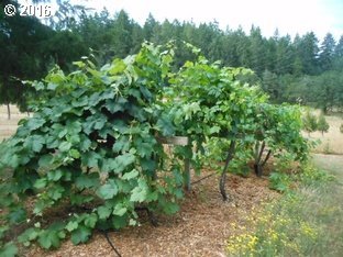 4900 Scotts Valley Road Yoncalla, OR 97499 - Photo 9 of 30