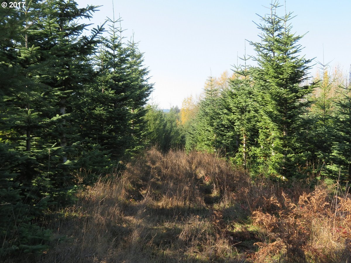 Antrim Road Winlock, WA 98596 - Photo 18 of 32