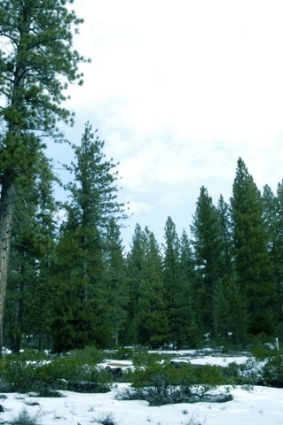 11759 China Camp Road Truckee, CA 96161 - Photo 7 of 7