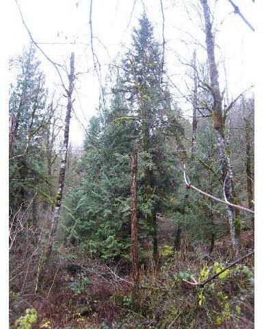 1021 Mathews Road Washougal, WA 98671 - Photo 14 of 16 Gallery Image 14