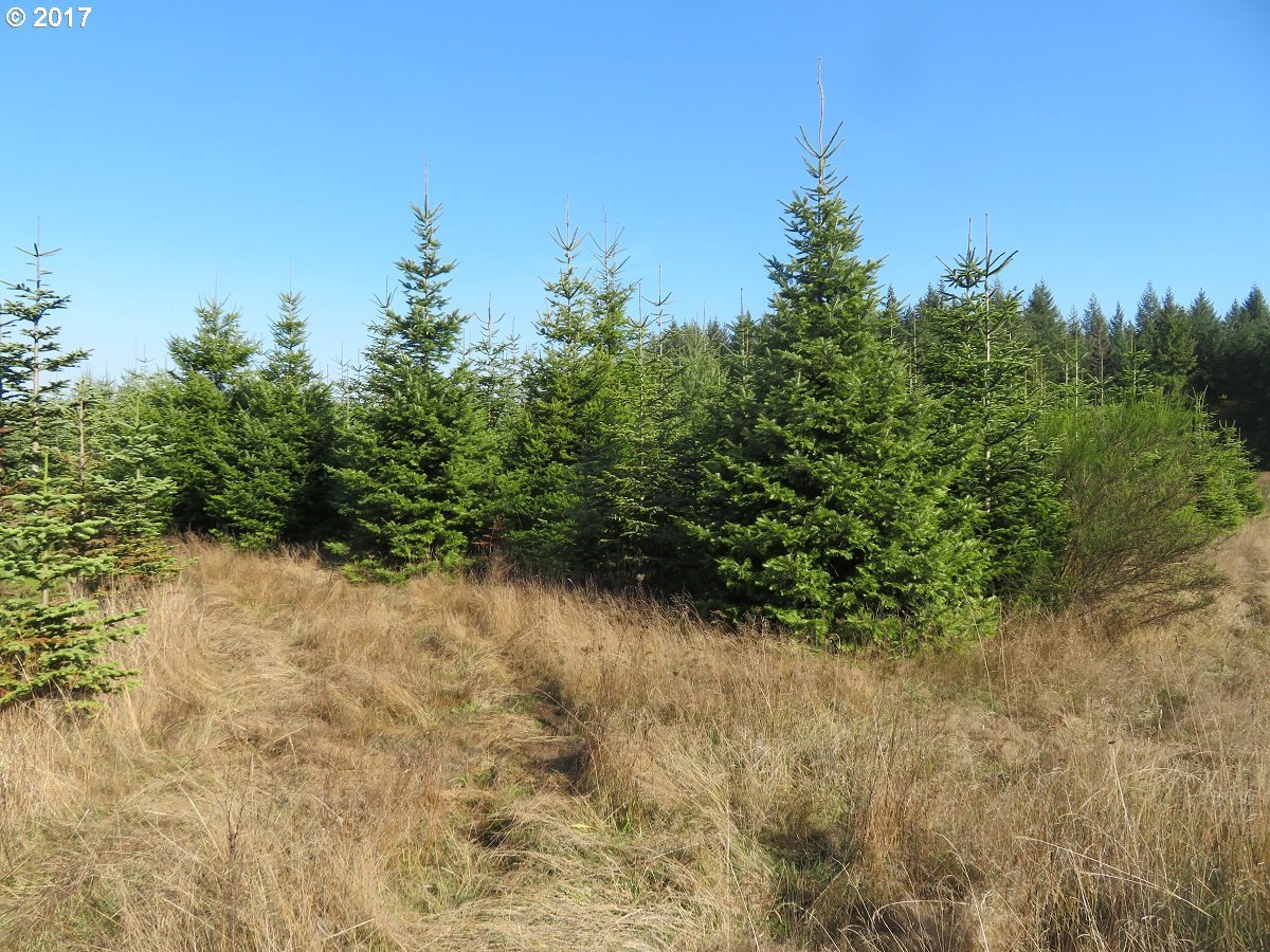 Antrim Road Winlock, WA 98596 - Photo 28 of 32