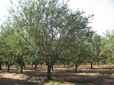 0 Rancho Road Arvin, CA 93203 - Photo 4 of 5
