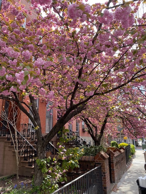 237 Bergen Street, Unit 1 Brooklyn, NY 11217 - Photo 12 of 12