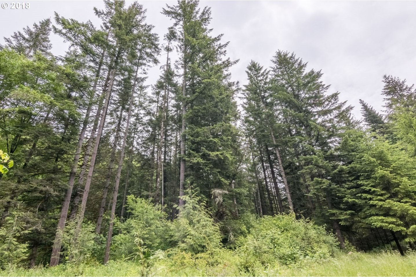 42433 Rodgers Mountain Loop Scio, OR 97374 - Photo 29 of 32 Gallery Image 29