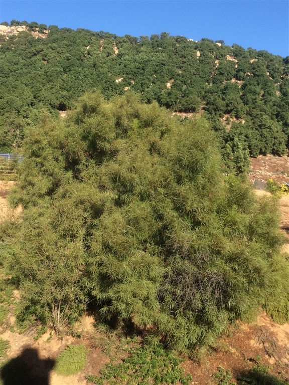 5042 Lake Circle Road Fallbrook, CA 92028 - Photo 18 of 18 Gallery Image 18