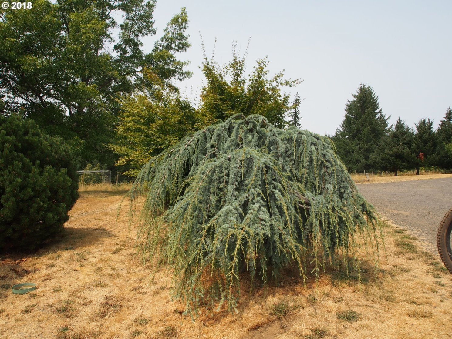 101 Upper Lakeview Rd Road White Salmon, WA 98672 - Photo 13 of 30 Gallery Image 13