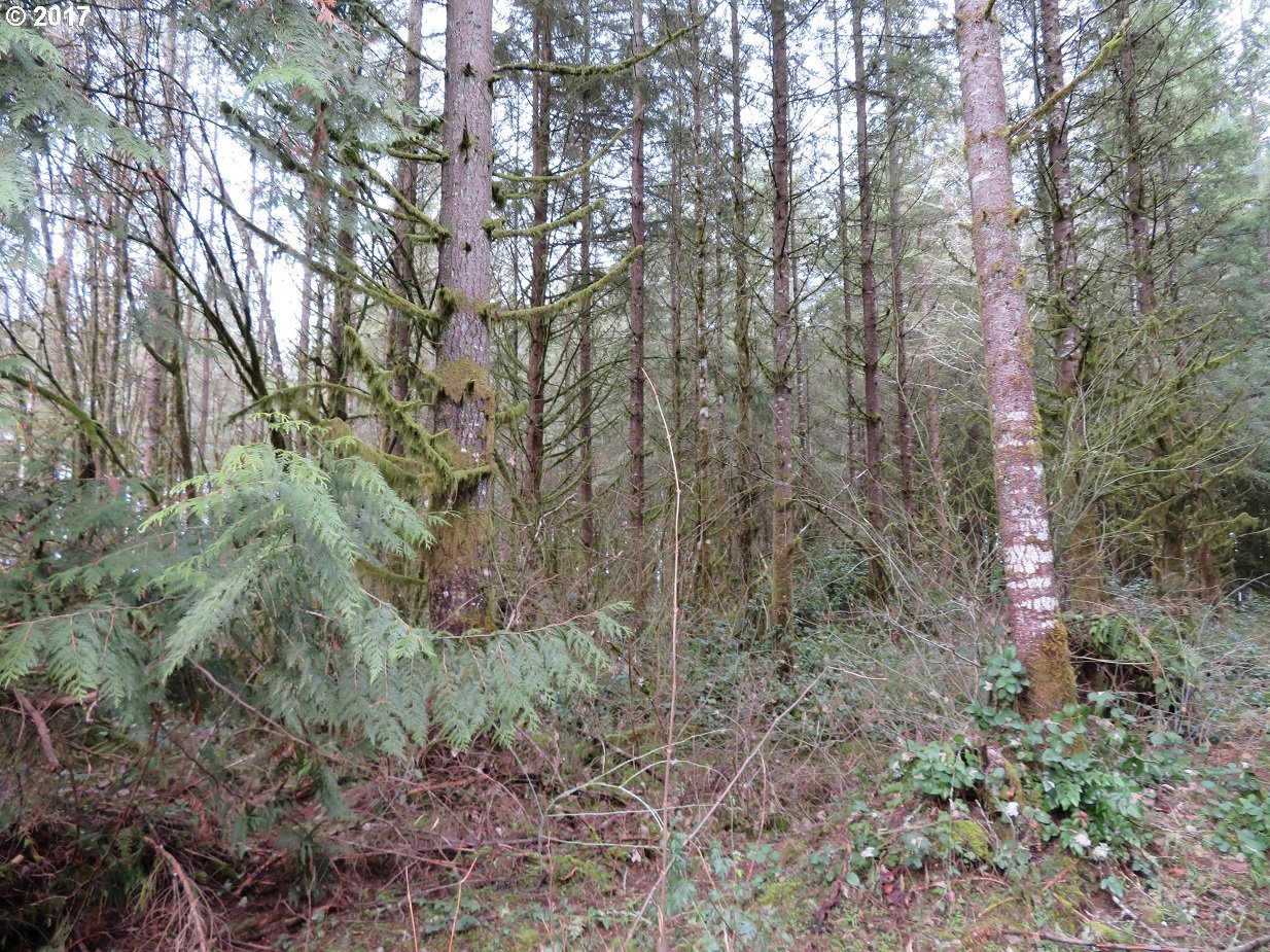 Bremgartner Road Winlock, WA 98596 - Photo 2 of 32