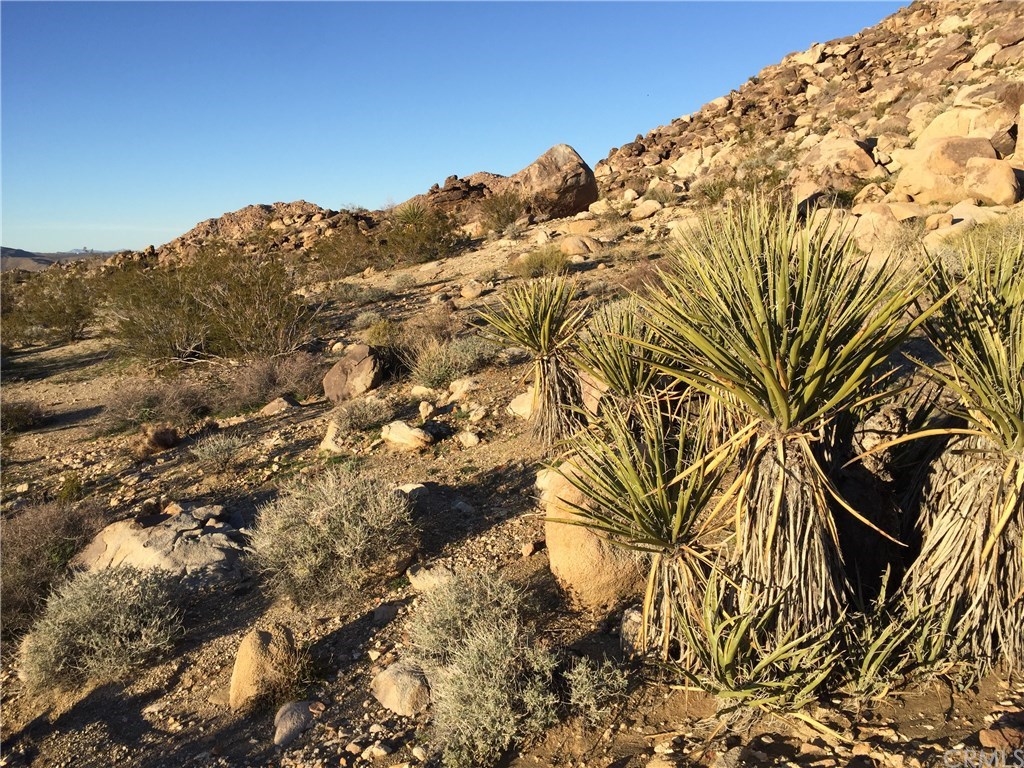 8140 Skyline Drive Joshua Tree, CA 92252 - Photo 11 of 27 The much desired Joshua Tree view of native desert plants and boulders with privacy.