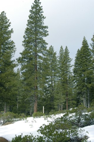 11759 China Camp Road Truckee, CA 96161 - Photo 3 of 7