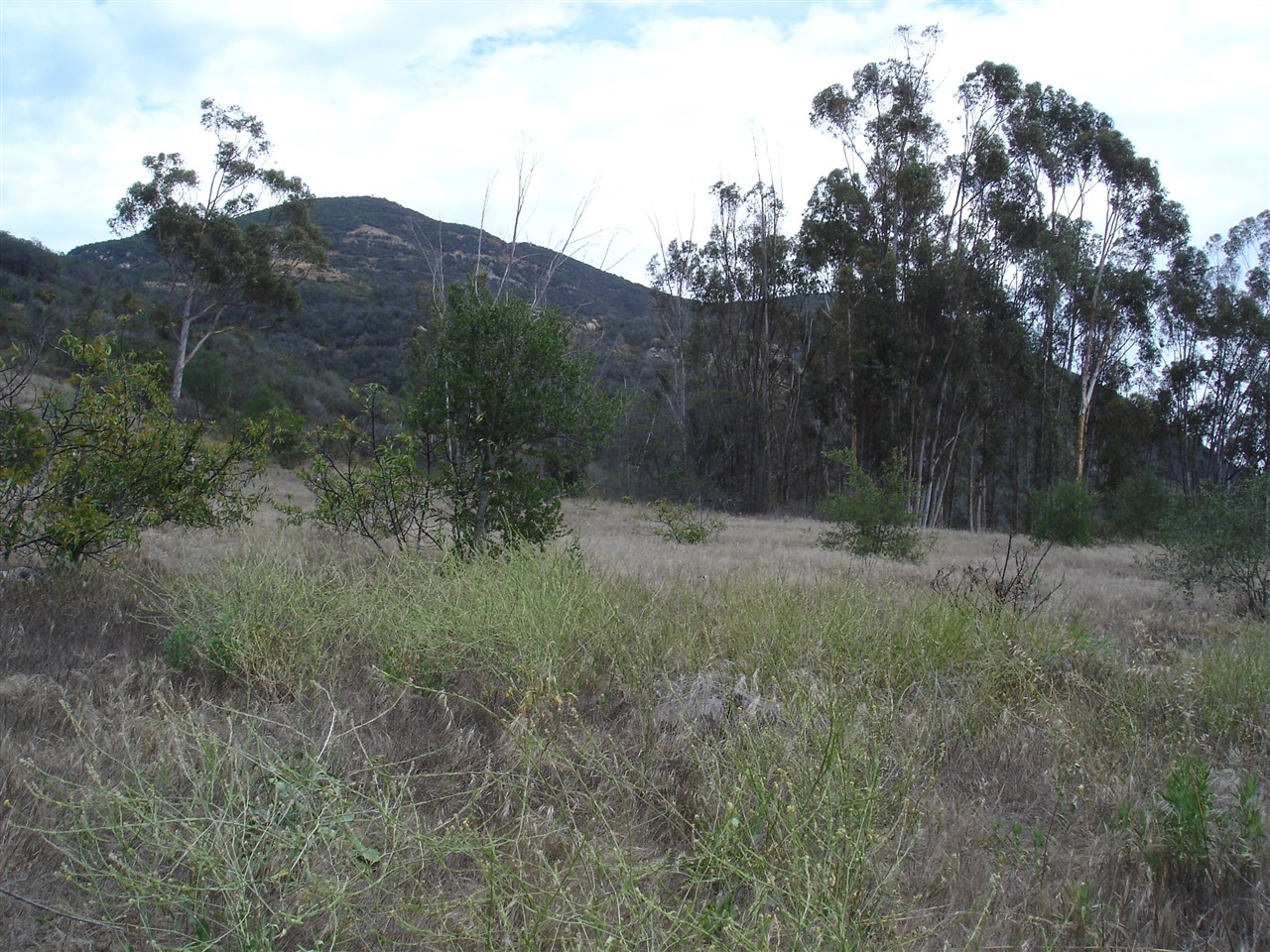 00 Rice Canyon Road Fallbrook, CA 92028 - Photo 9 of 14 Parcel once had some avocado trees that were cut down.