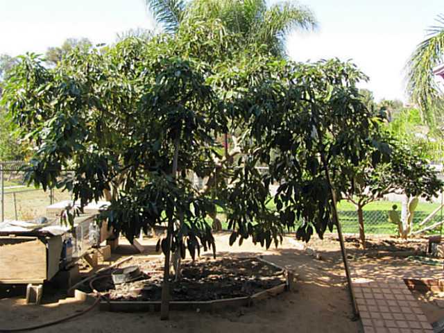 1147 East Fallbrook Street Fallbrook, CA 92028 - Photo 15 of 18