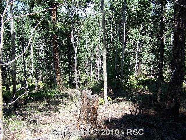 130 Agate Road Florissant, CO 80816 - Photo 5 of 7 The interior of the lot has lots of pines and aspens