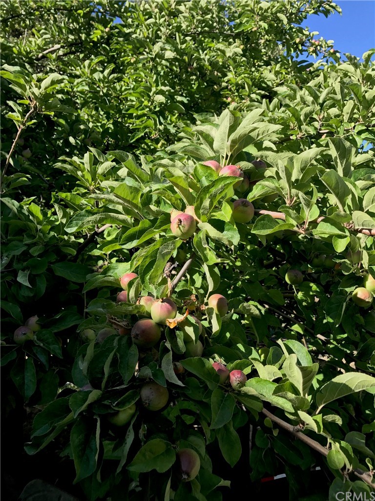 39804 Pine Bench Road Oak Glen, CA 92399 - Photo 24 of 26