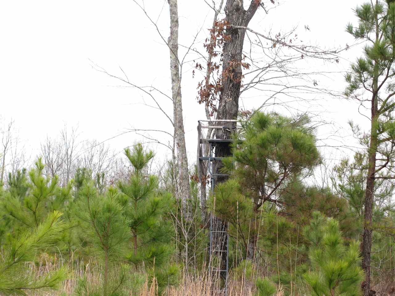134 5 Forks Road Saltillo, TN 38370 - Photo 12 of 24 Gallery Image 12