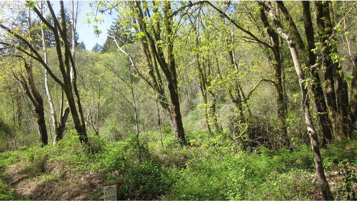Northeast North Shore Road Belfair, WA 98528 - Photo 22 of 26