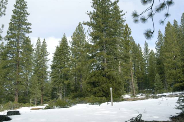 11759 China Camp Road Truckee, CA 96161 - Photo 2 of 7