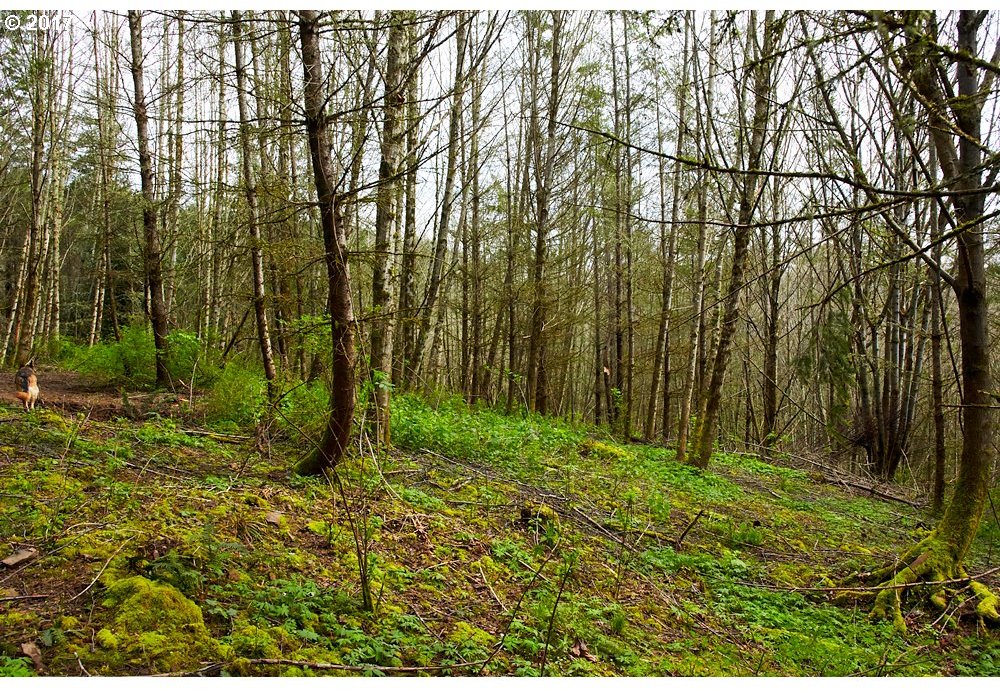 0 Alki Road Woodland, WA 98674 - Photo 13 of 15