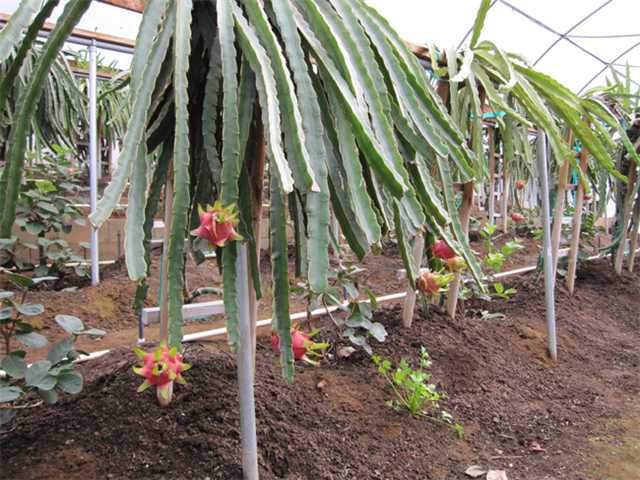 275 Stewart Canyon Road Fallbrook, CA 92028 - Photo 8 of 13 Dragon Fruits