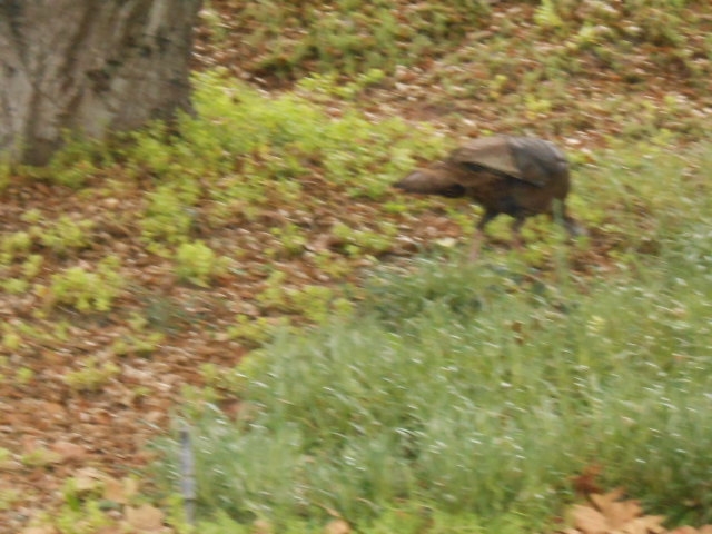 24541 Pappas Road Ramona, CA 92065 - Photo 25 of 25 A home where the wild turkeys roam.