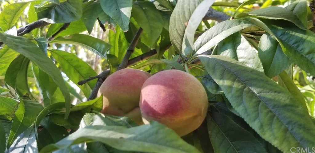 1640 Hillside Avenue Norco, CA 92860 - Photo 72 of 75