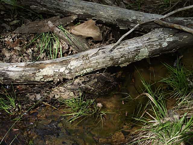 600 Chambers Store Road Michie, TN 38357 - Photo 15 of 18 Gallery Image 15