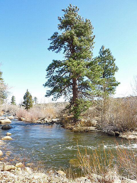 671 River Ranch Road Markleeville, CA 96120 - Photo 2 of 25 Carson River
